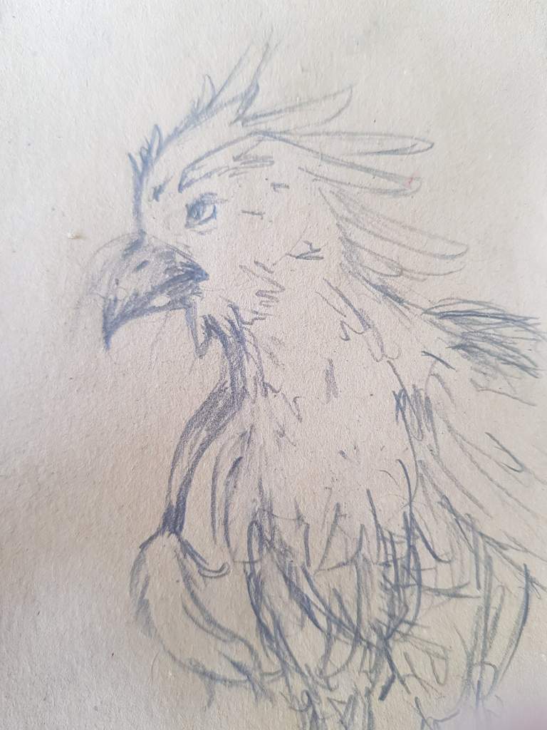 Hippogriff || traditional doodle | Harry Potter Amino