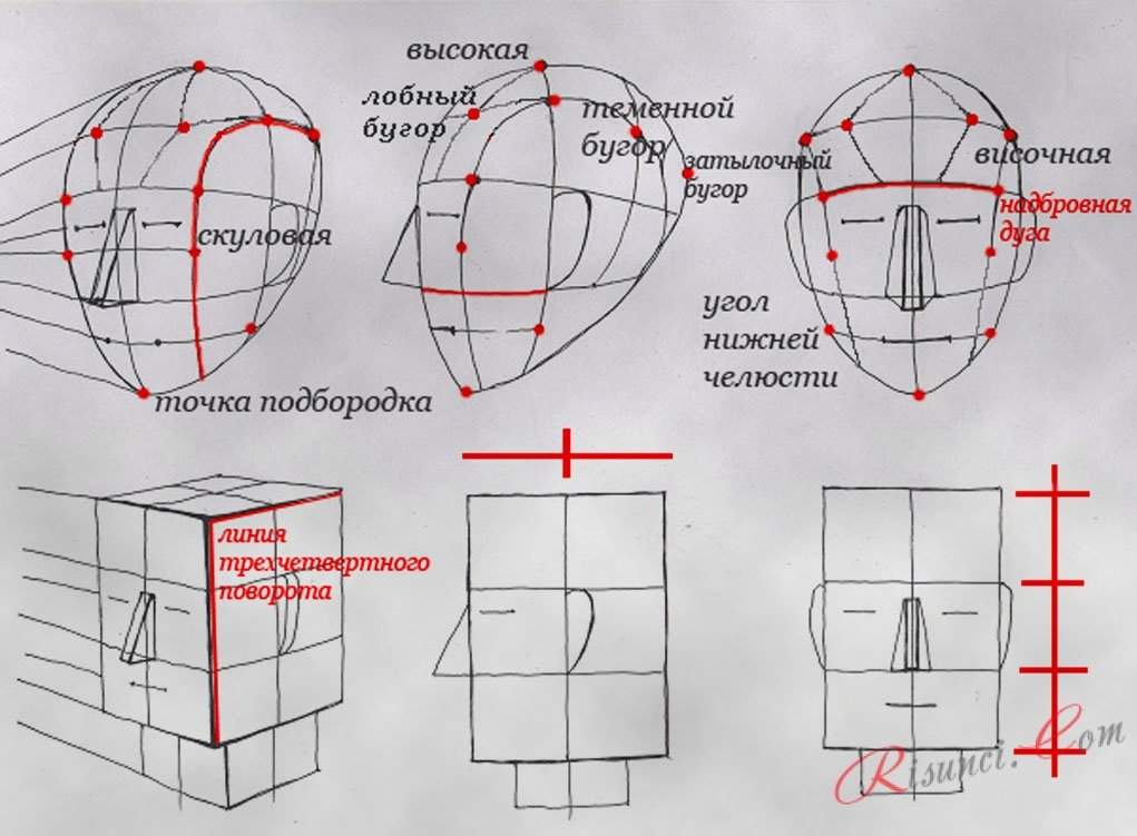 Рисунок пропорции головы человека