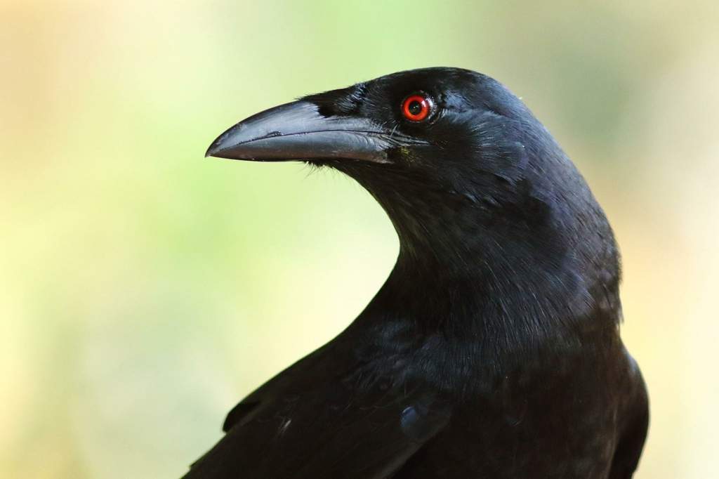 Kara corvus onlyfans