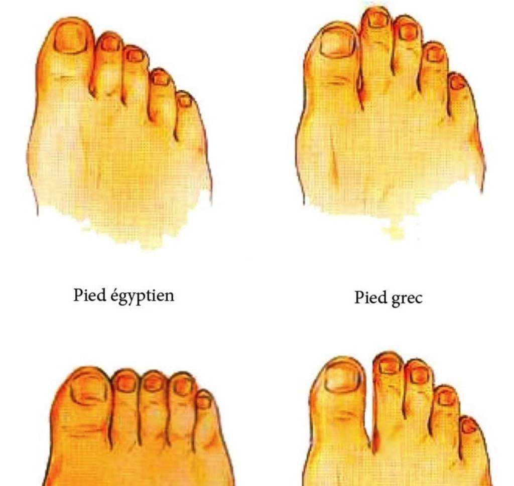 Le nom des doigts de pieds Wiki Les Otakus ️ Amino