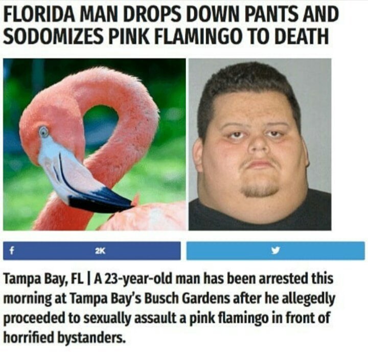 The Adventures Of Florida Man | Dank Memes Amino