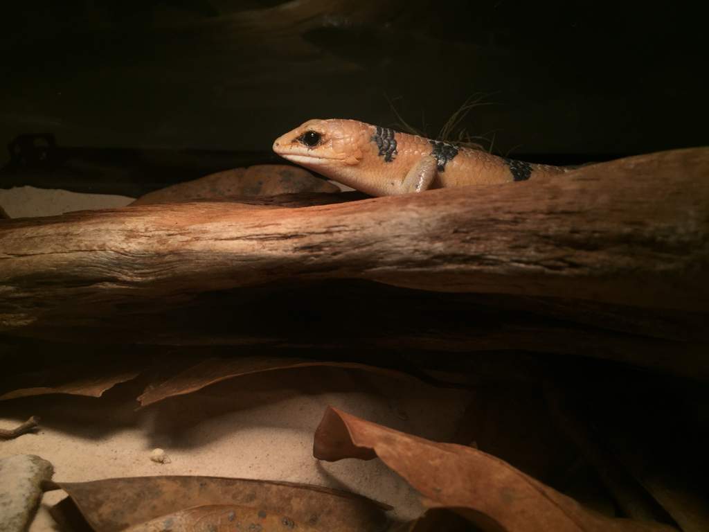 Peters Banded Skink | Wiki | Reptiles Amino