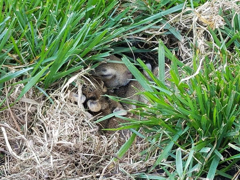 Baby bunnies in my backyard