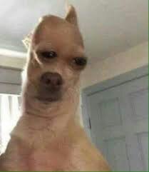 Cursed dog images (dump) | Dank Memes Amino