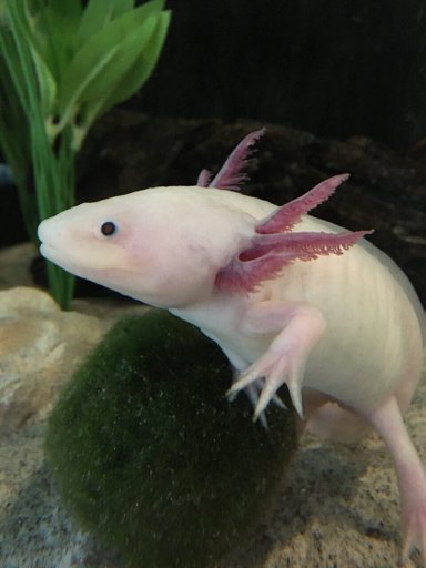 Axolotls | Wiki | Reptiles Amino