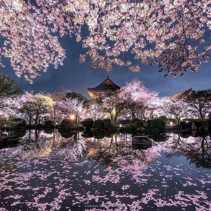 أشجار الكرز في كيوتو اليابان في الليل امبراطورية