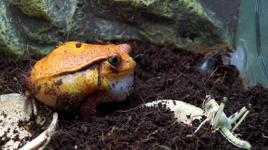 Tomato Frog Care Sheet Wiki Reptiles Amino