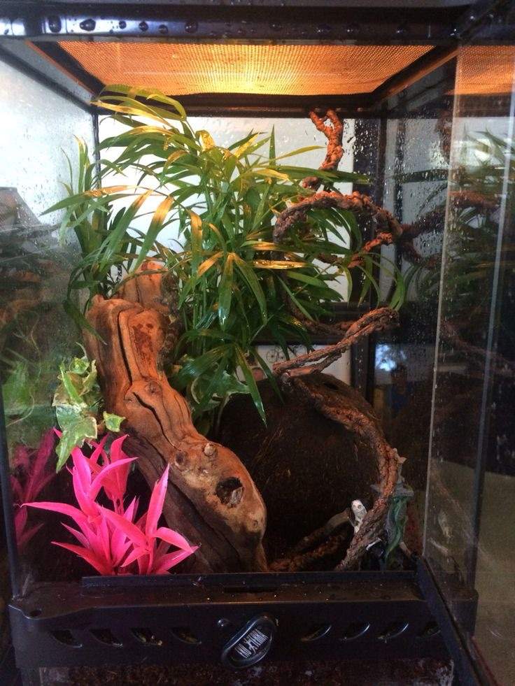 Emerald Swift Lizard Care Guide Wiki Reptiles Amino