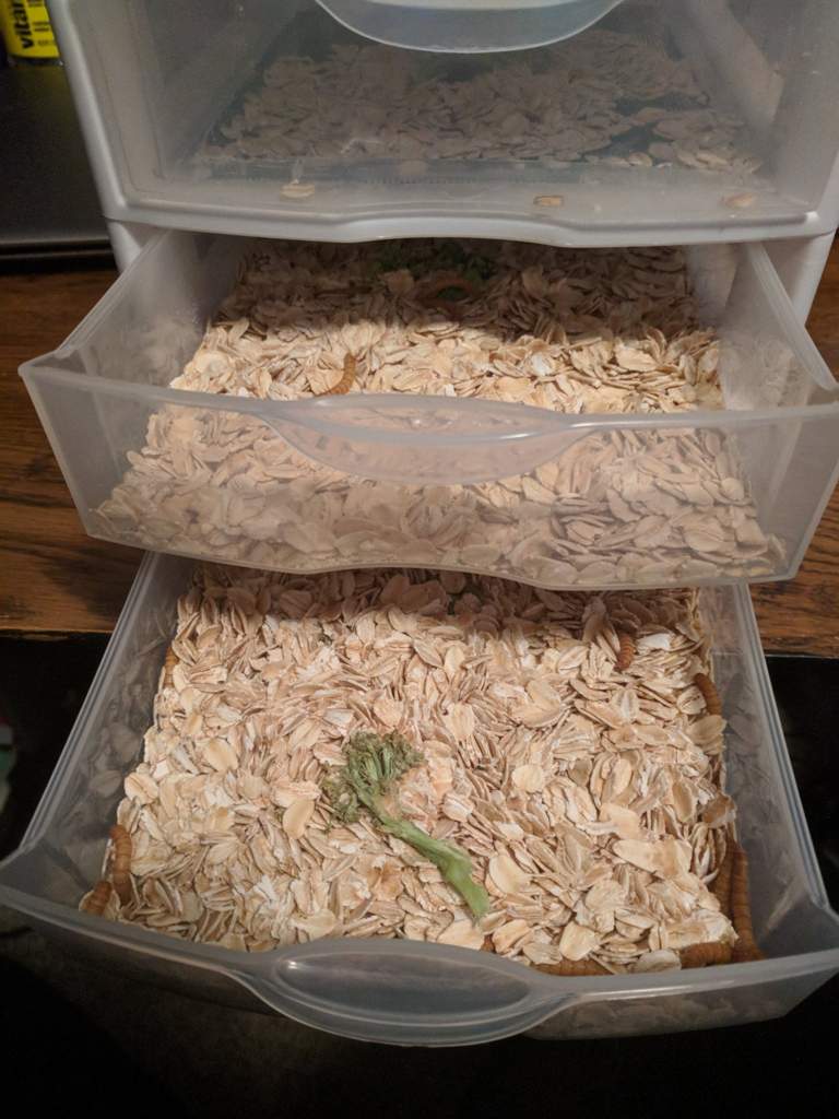 Mealworm set up Leopard Geckos Amino