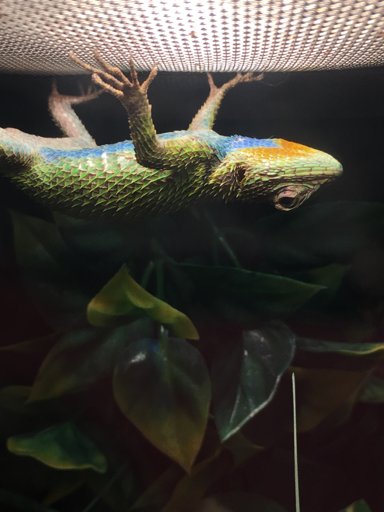 Emerald Swift Lizard Care Guide | Wiki | Reptiles Amino