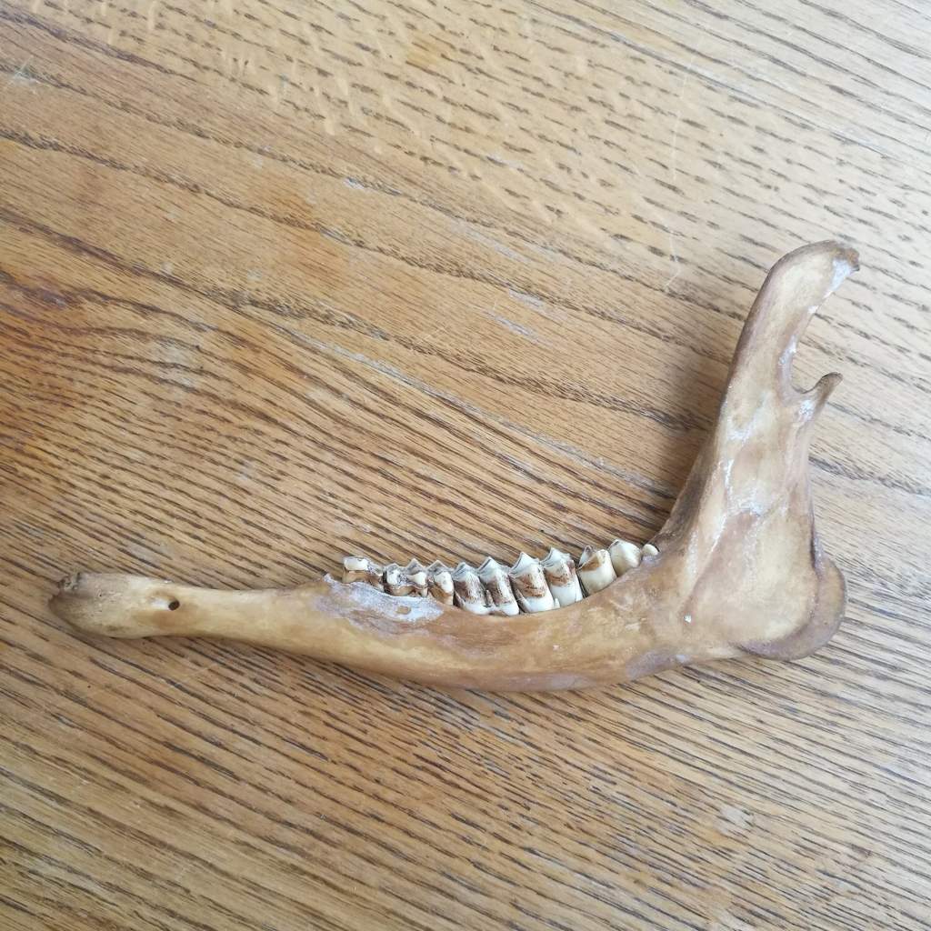 Deer Jaw Bone | Pagans & Witches Amino