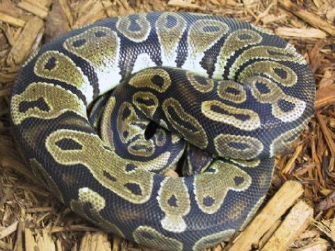 Stress In Ball Pythons And How To Prevent It! | Wiki | Reptiles Amino
