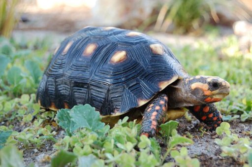 REDFOOT TORTOISE CARE SHEET | Wiki | Reptiles Amino