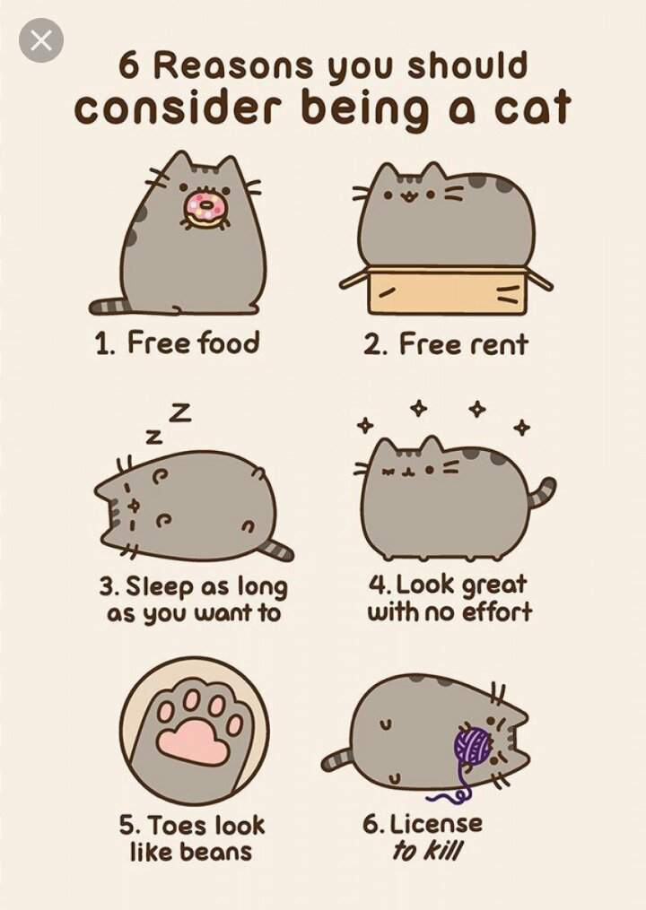 Why Pusheen is the best | Pusheen The Cat Amino Amino