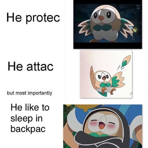 Rowlet memes | Pokémon Amino