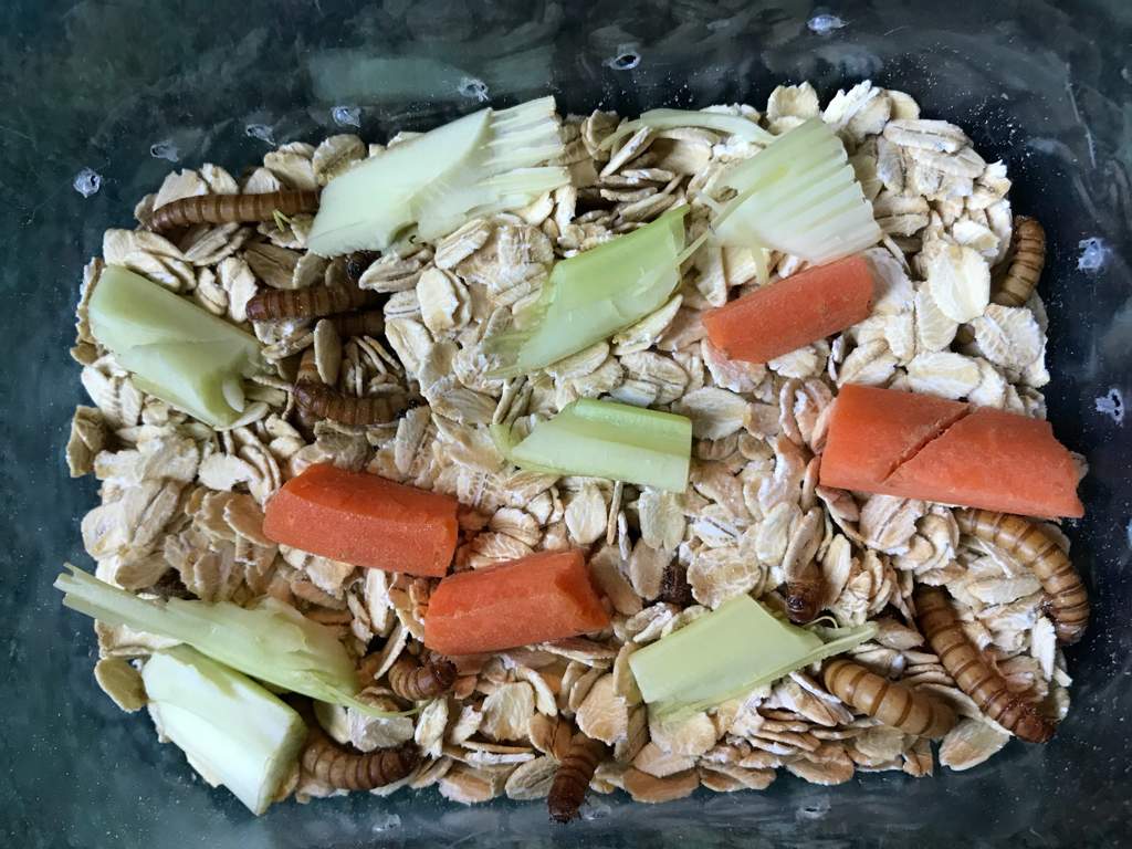 Giant mealworms to darkling beetles Reptiles&Co Amino