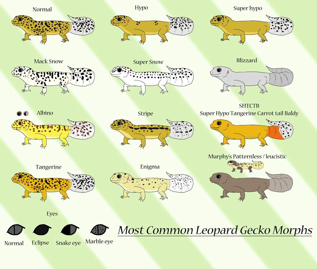 Leopard Gecko Morph Chart
