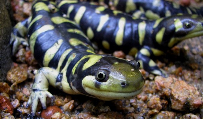 Tiger Salamander Care Sheet | Wiki | Reptiles Amino