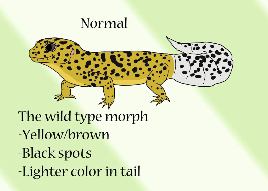 Simple Leopard Gecko Morph Guide | Reptiles Amino