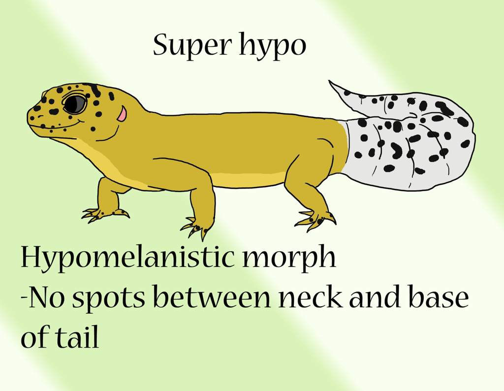 Simple Leopard Gecko Morph Guide | Reptiles Amino