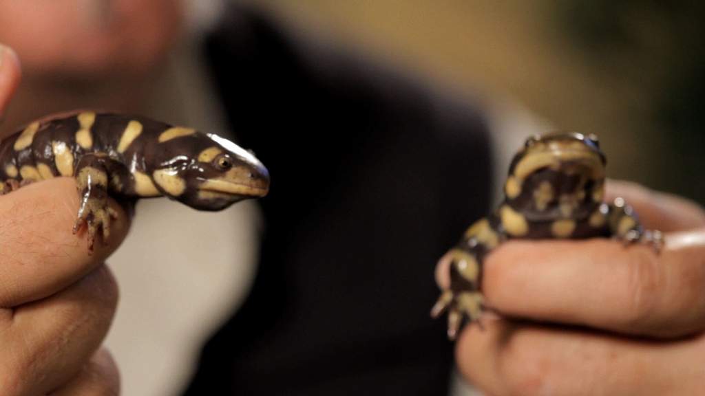 Tiger Salamander Care Sheet | Wiki | Reptiles Amino