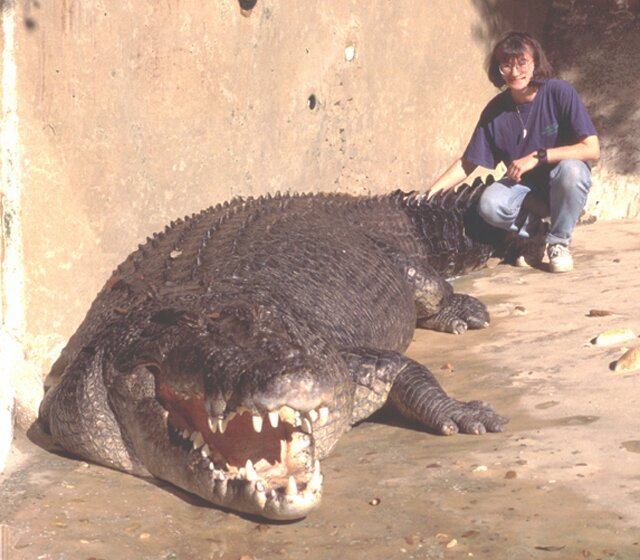 Огромный людоед. Гигантский гребнистый крокодил людоед. Гребнистый крокодил самый большой. Гигантский Нильский крокодил. Гребнистый крокодил Кассиус.