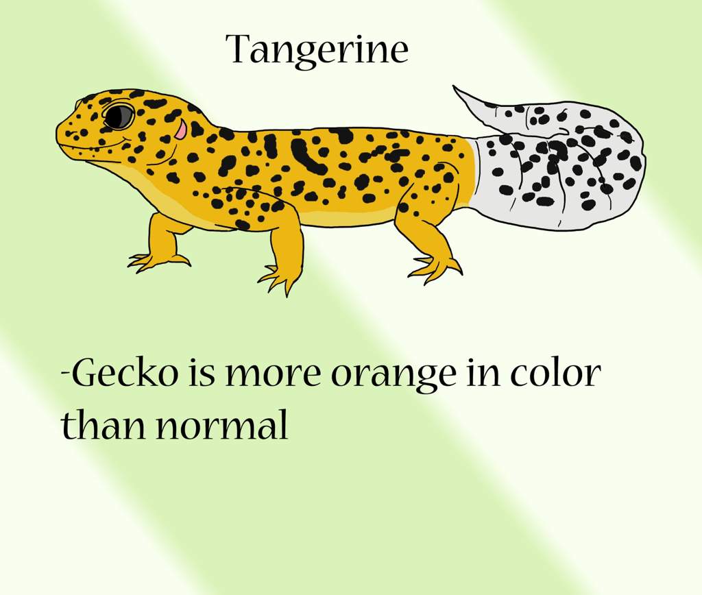 Simple Leopard Gecko Morph Guide | Reptiles Amino