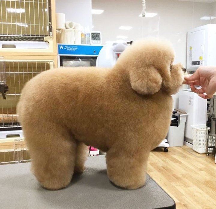 fat toy poodle