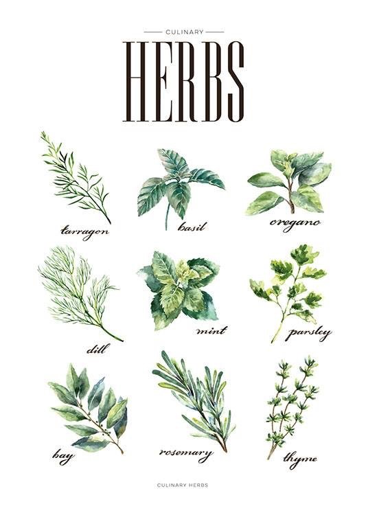 Herb Locations Descriptions Wiki Warriors Amino   A8046bf17f3714c376fbaa324d4c840e1df26845v2 Hq 