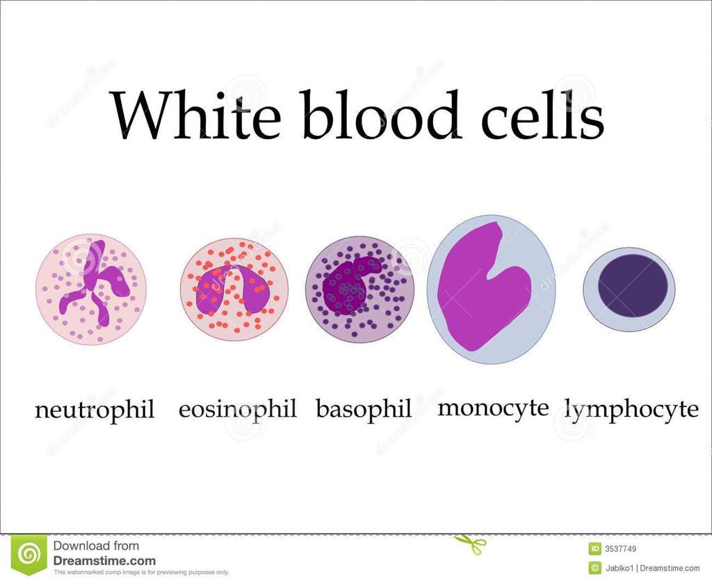Labelled Diagram Of White Blood Cells
