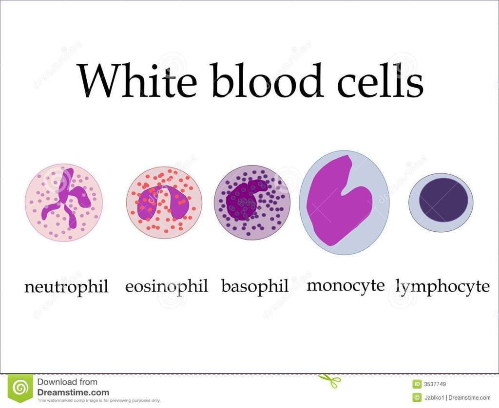 White Blood Cell Science Amino