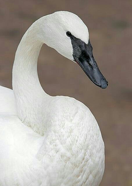 Trumpeter Swan | Wiki | Birds Amino Amino