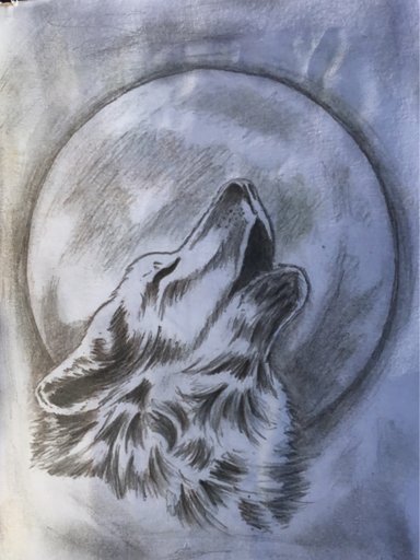 Zelf getekend wolf (nagetekend) | Witte wolf Amino