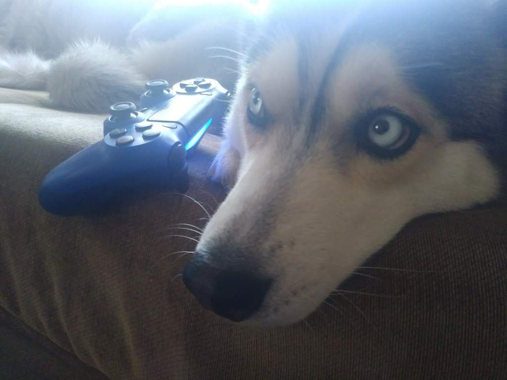 Playing Fortnite With My Husky 3 Fortnite Battle Royale Armory Amino Fortnite Husky Dog Fortnite Husky Dog Playing Fortnite With My Husky 3 Fortnite Battle Royale Armory Amino