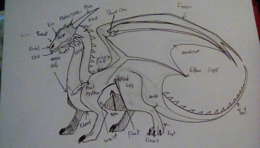 Dragon Biology Chapter 2 Dragon Anatomy Dragons! Amino