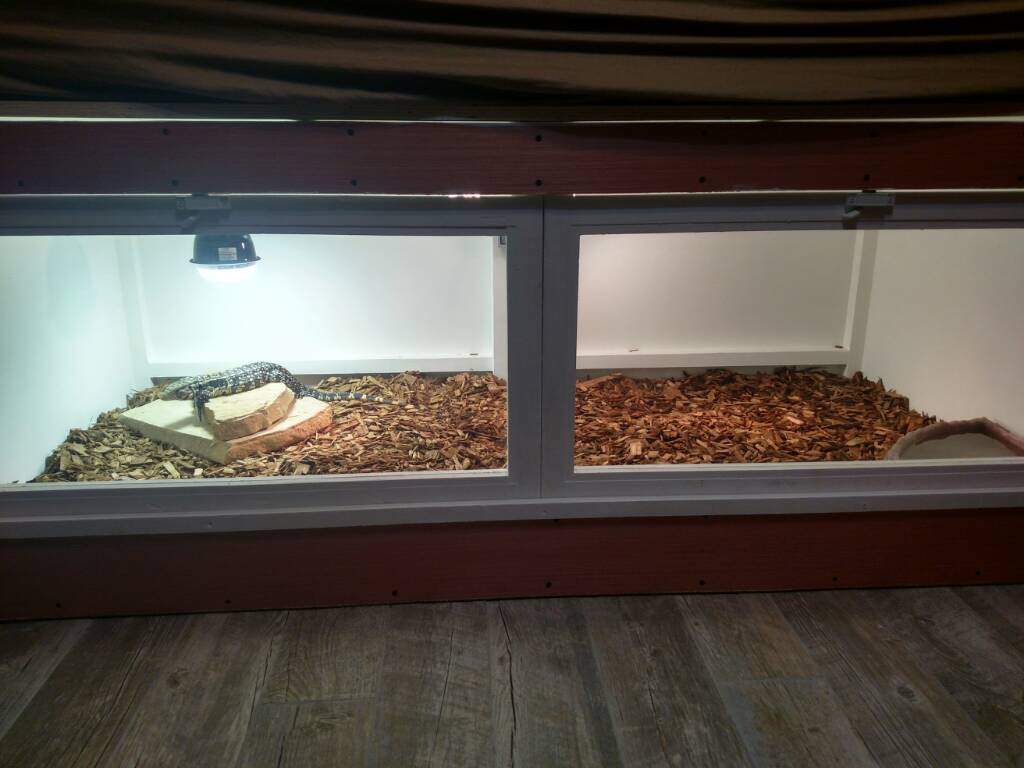 argentine tegu enclosure