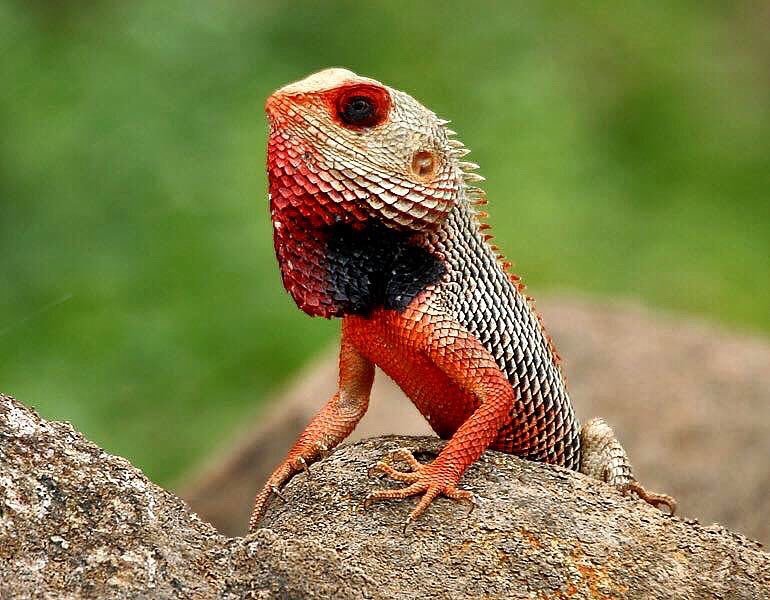 etie eie t on instagram the oriental garden lizard eastern garden lizard or changeable lizard calotes versicolor - Garden Lizard etie eie t on instagram the oriental garden lizard eastern garden lizard or changeable lizard calotes versicolor - Garden Lizard