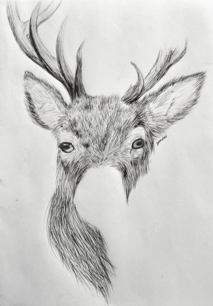 Red Deer Drawing | 𖣘Therian • Amino𖣘 Amino