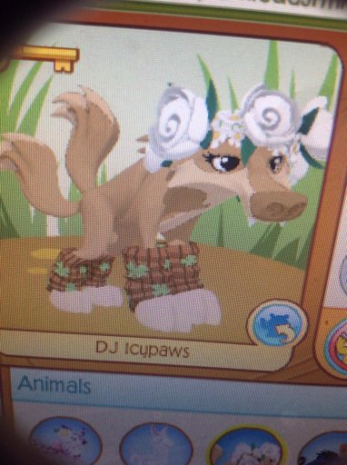 Animal Jam Play Wild | Wiki | AJ Amino Amino