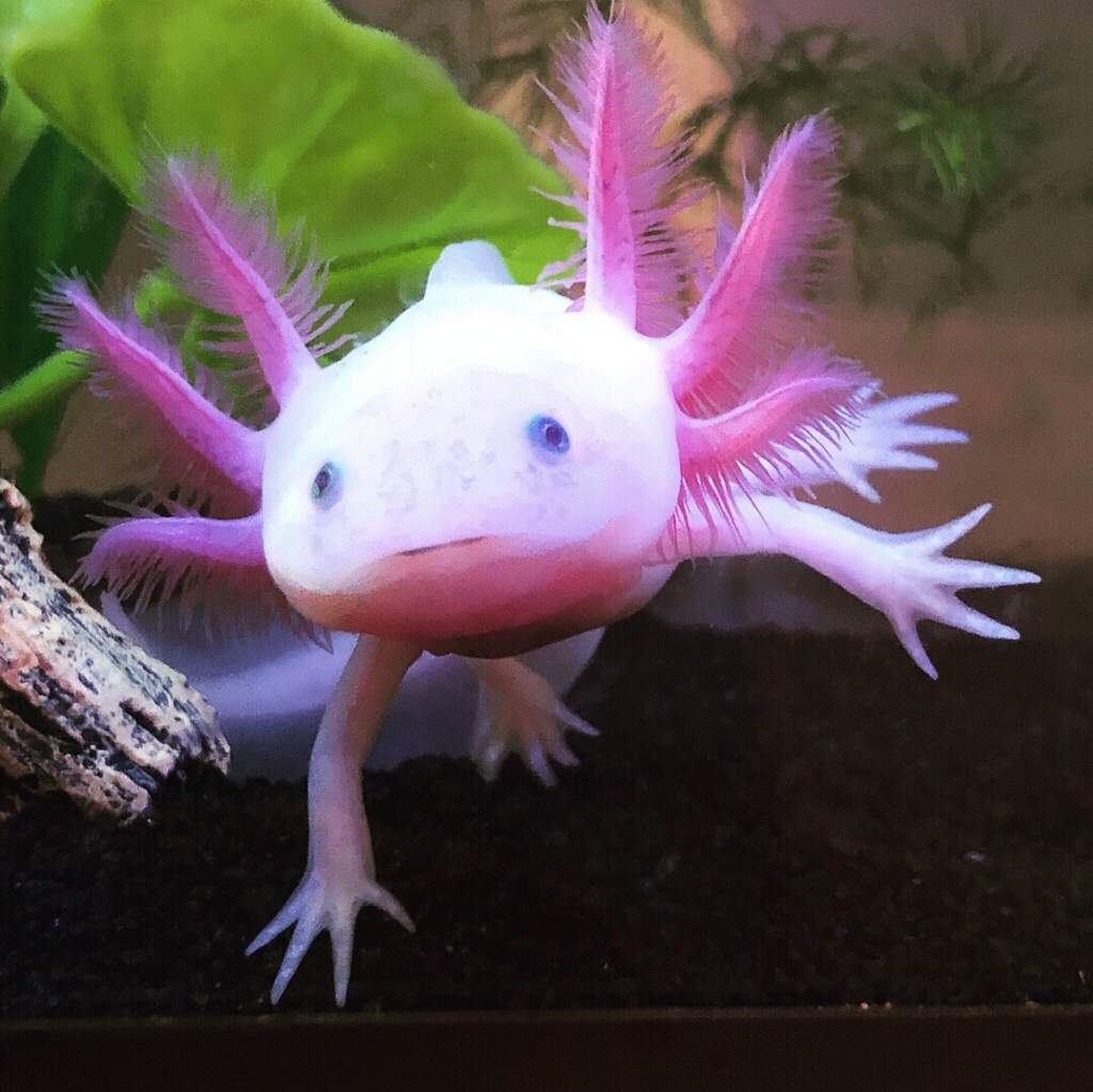 Axolotl Pet