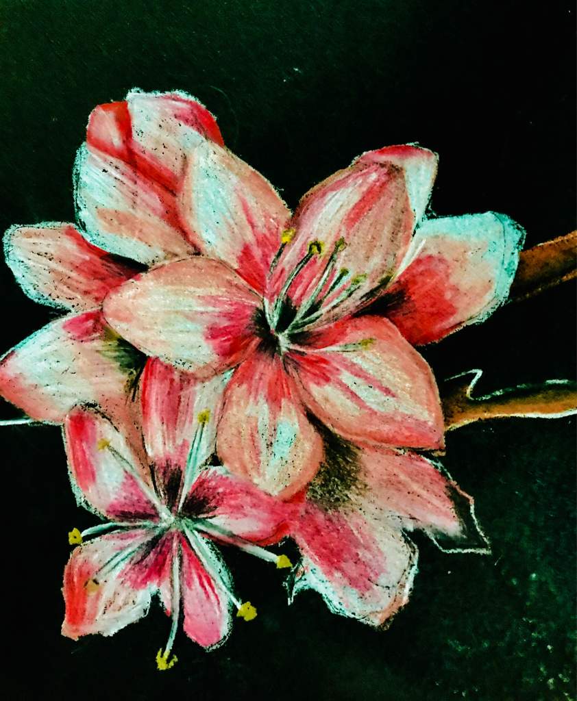Colored Pencil Drawings On Black Paper Art Amino