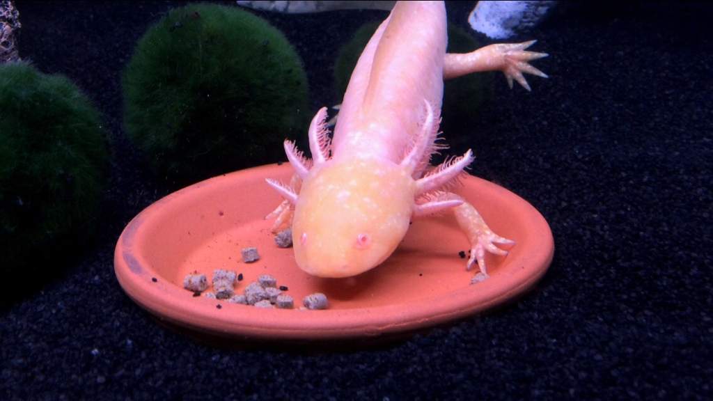 Axolotl Care Guide | Wiki | Reptiles Amino