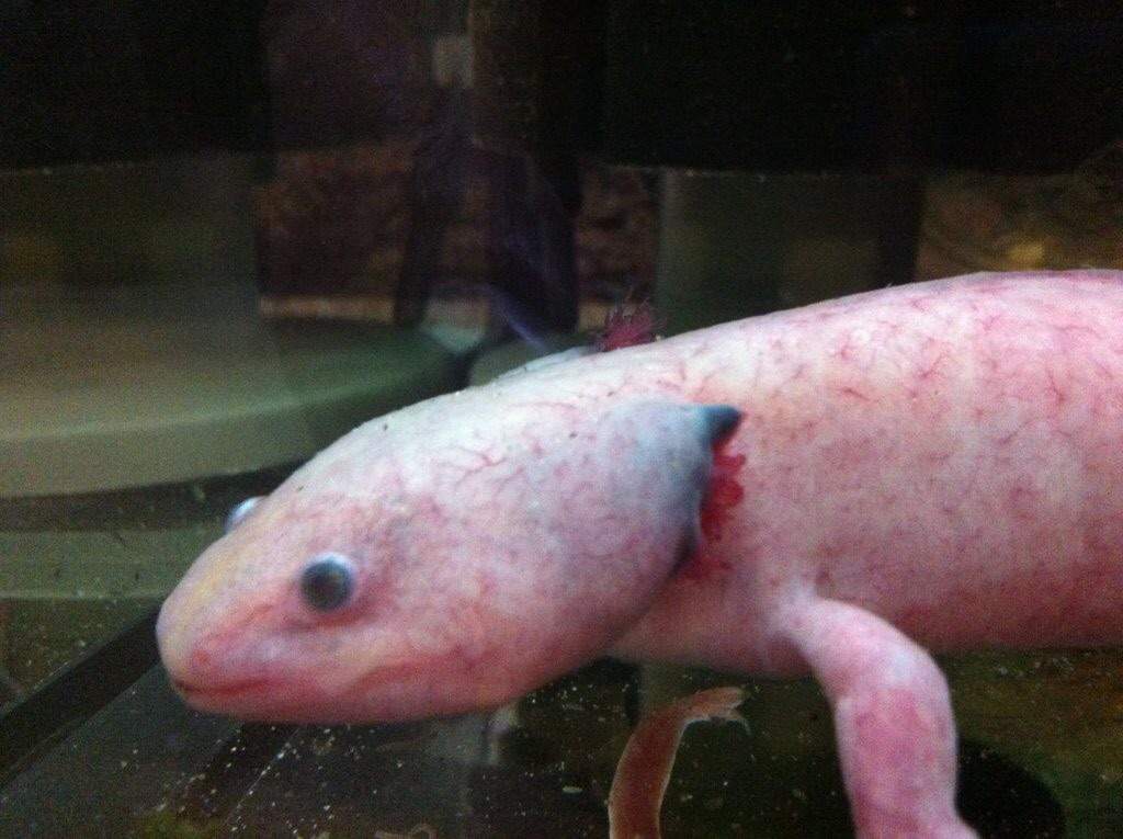 Axolotl Care Guide | Wiki | Reptiles Amino