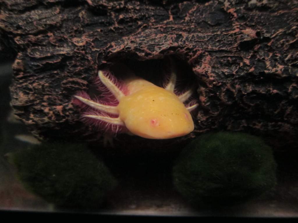 axolotl hides