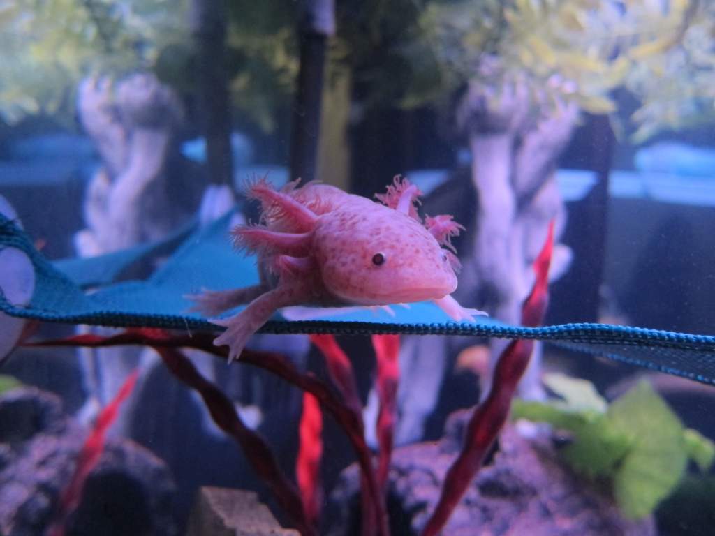 Axolotl Care Guide Wiki Reptiles Amino