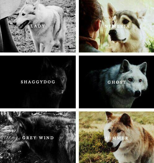 El destino de los Stark y sus lobos huargo | Game Of Thrones Oficial Amino