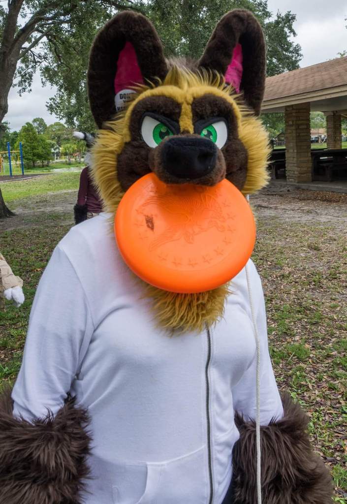 Florida Fur Meets | Wiki | Furry Amino