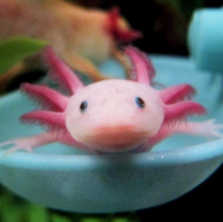 Axolotl Care Guide | Wiki | Reptiles Amino