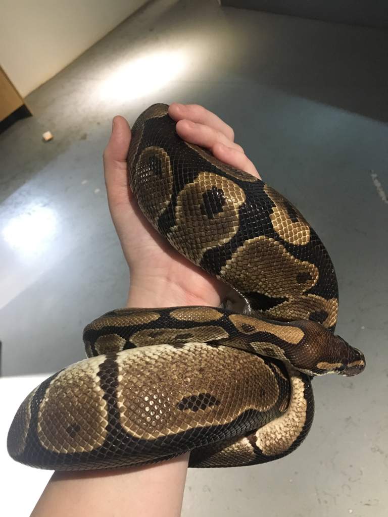 Ball Python Care Guide | Wiki | Reptiles Amino