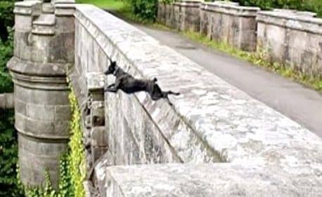A misteriosa ponte do suicídio de cães na Escócia | Fatos Sobrenaturais™  Amino
